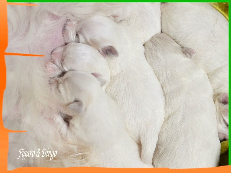 COTON DE TULEAR PSARNA FIGARO & DINGO MLADIČKI LEGLO B